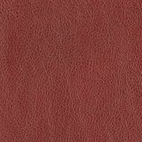 Cranberry